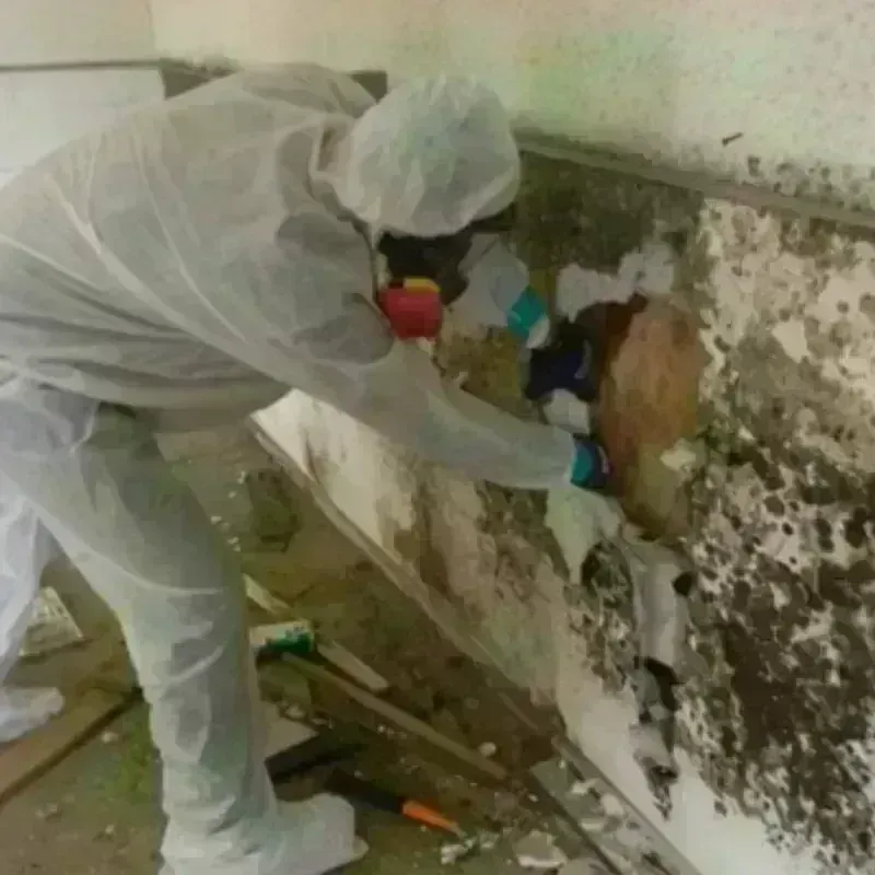 Mold Remediation and Removal in Dexter, MI